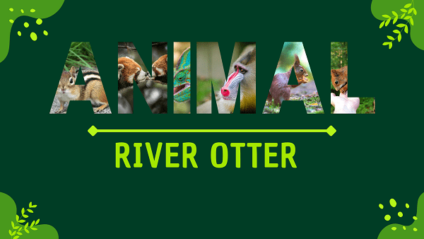 River Otter | Facts, Diet, Habitat & Pictures