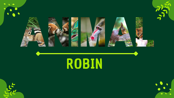 Robin | Facts, Diet, Habitat & Pictures