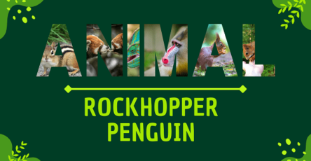 Rockhopper Penguin | Facts, Diet, Habitat & Pictures