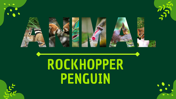 Rockhopper Penguin | Facts, Diet, Habitat & Pictures