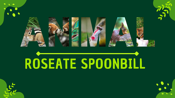 Roseate Spoonbill | Facts, Diet, Habitat & Pictures