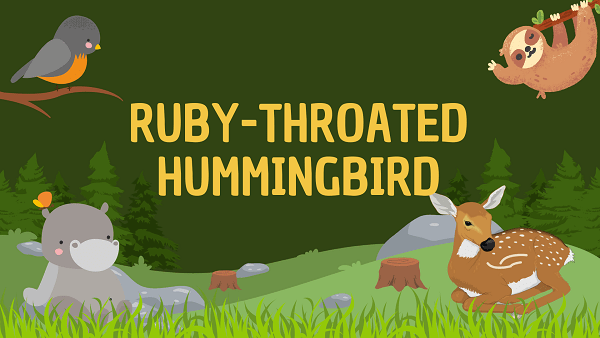 Ruby-throated Hummingbird | Facts, Diet, Habitat & Pictures