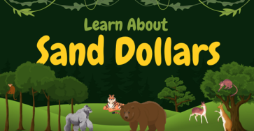 Sand Dollars | Facts, Diet, Habitat & Pictures