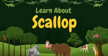 Scallop | Facts, Diet, Habitat & Pictures