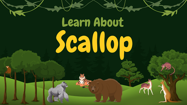 Scallop | Facts, Diet, Habitat & Pictures