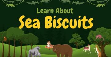 Sea Biscuits | Facts, Diet, Habitat & Pictures