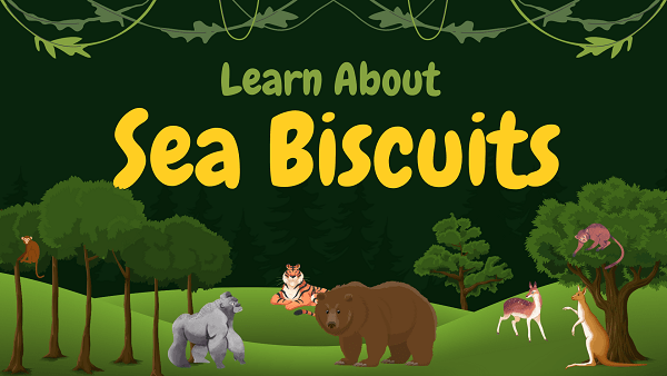 Sea Biscuits | Facts, Diet, Habitat & Pictures