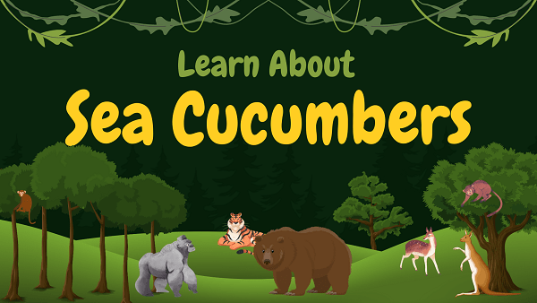 Sea Cucumbers | Facts, Diet, Habitat & Pictures