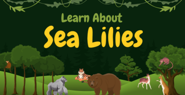 Sea Lilies (Crinoids) | Facts, Diet, Habitat & Pictures