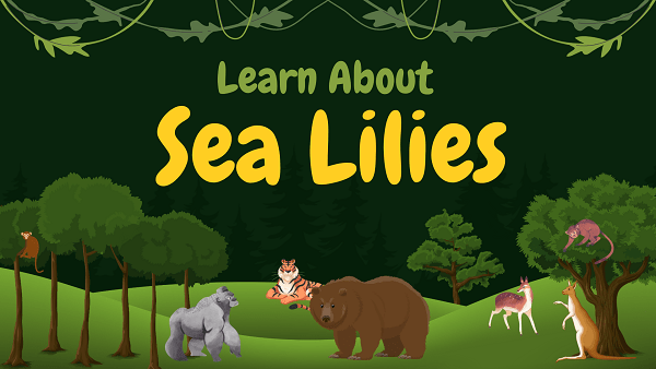 Sea Lilies (Crinoids) | Facts, Diet, Habitat & Pictures