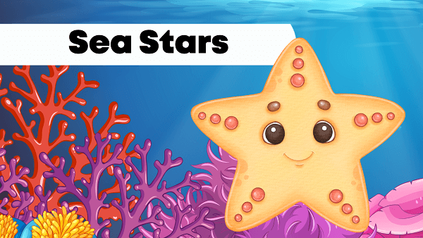 Sea Stars (Starfish) | Facts, Diet, Habitat & Pictures