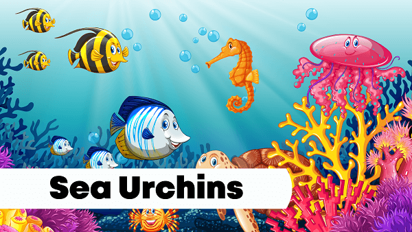 Sea Urchins | Facts, Diet, Habitat & Pictures