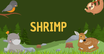 Shrimp | Facts, Diet, Habitat & Pictures