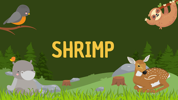 Shrimp | Facts, Diet, Habitat & Pictures