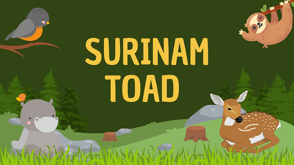 Surinam Toad | Facts, Diet, Habitat & Pictures
