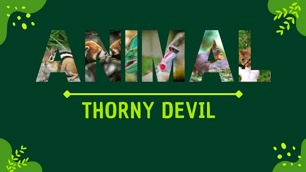 Thorny Devil | Facts, Diet, Habitat & Pictures