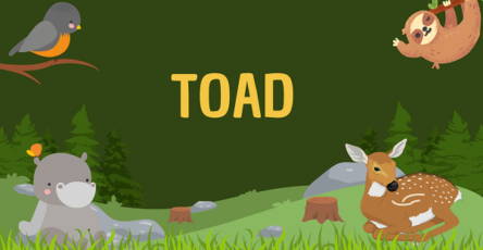 Toad | Facts, Diet, Habitat & Pictures