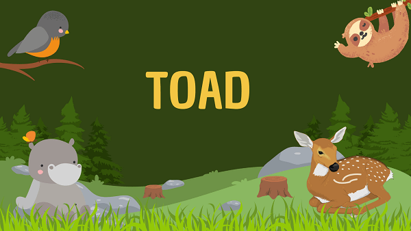 Toad | Facts, Diet, Habitat & Pictures