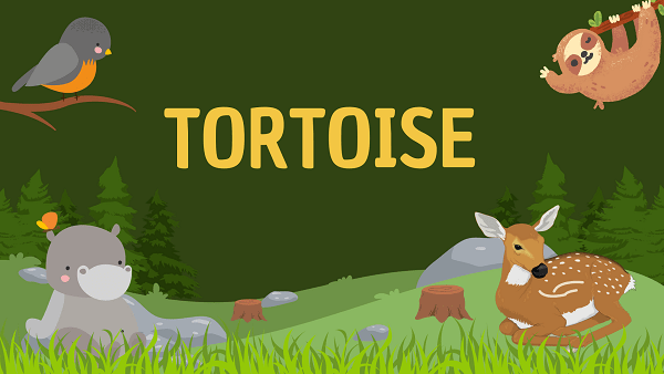 Tortoise | Facts, Diet, Habitat & Pictures