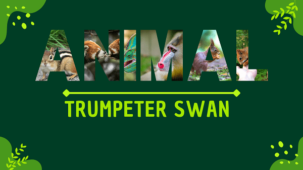 Trumpeter Swan | Facts, Diet, Habitat & Pictures