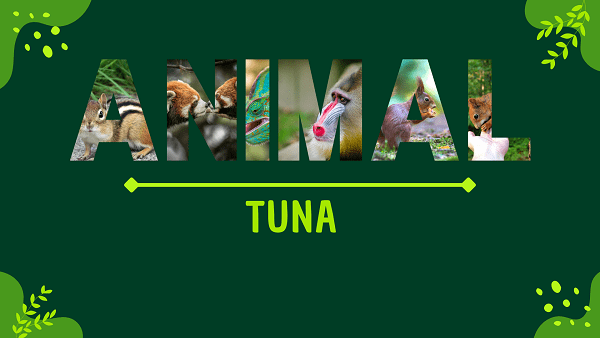 Tuna | Facts, Diet, Habitat & Pictures