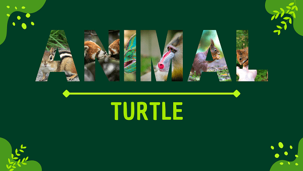 Turtle | Facts, Diet, Habitat & Pictures