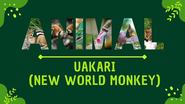 Uakari (New World monkey) | Facts, Diet, Habitat & Pictures