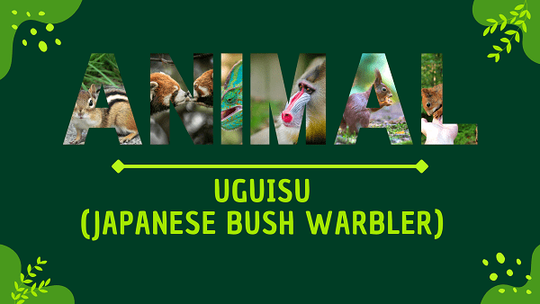 Uguisu (Japanese Bush Warbler) | Facts, Diet, Habitat & Pictures