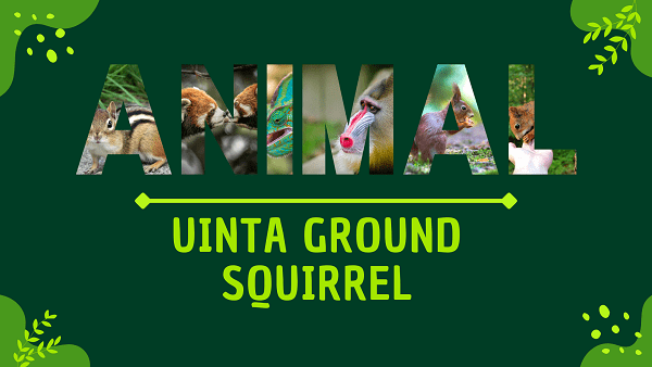 Uinta Ground Squirrel | Facts, Diet, Habitat & Pictures