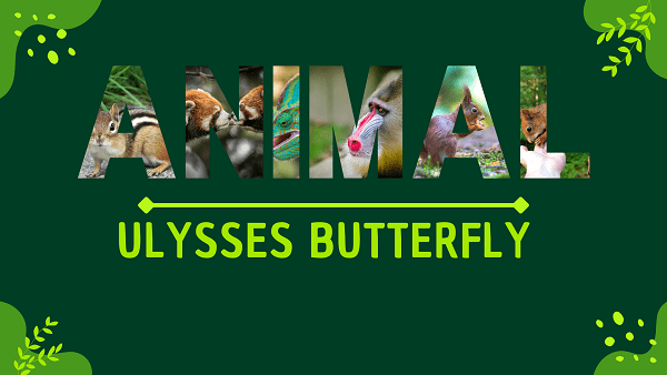 Ulysses Butterfly | Facts, Diet, Habitat & Pictures