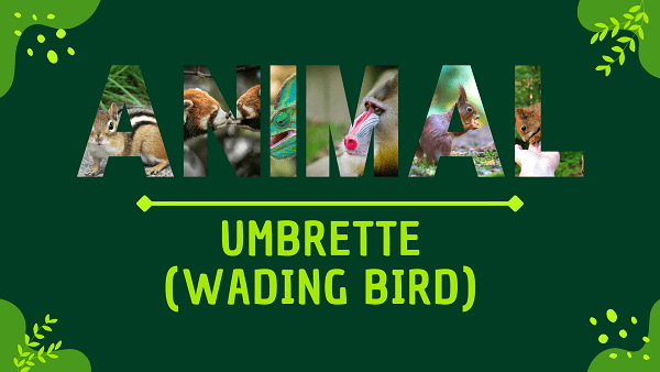 Umbrette (Wading Bird) | Facts, Diet, Habitat & Pictures