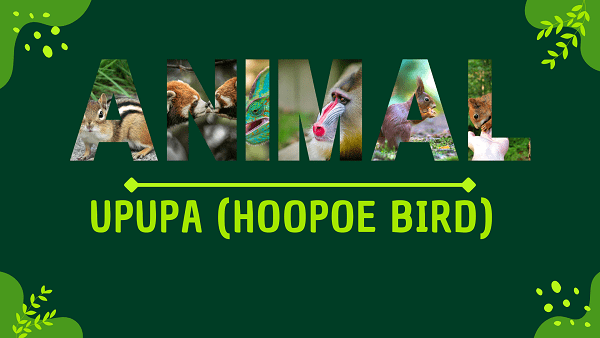 Upupa (Hoopoe Bird) | Facts, Diet, Habitat & Pictures