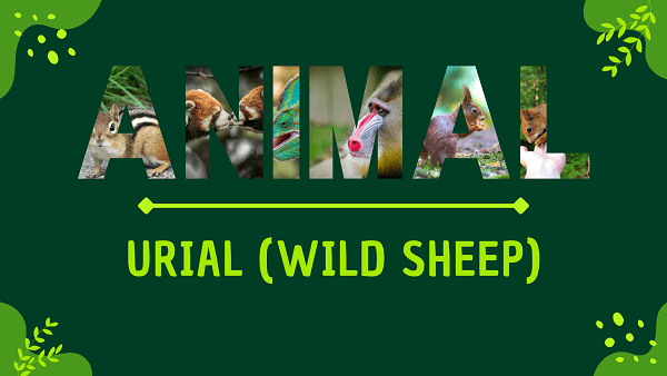 Urial (Wild Sheep) | Facts, Diet, Habitat & Pictures