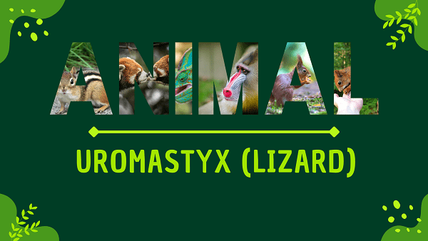 Uromastyx (Lizard) | Facts, Diet, Habitat & Pictures