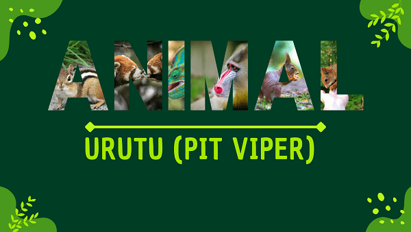 Urutu (Pit Viper) | Facts, Diet, Habitat & Pictures