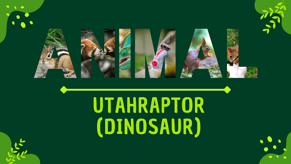 Utahraptor (Dinosaur) | Facts, Diet, Habitat & Pictures