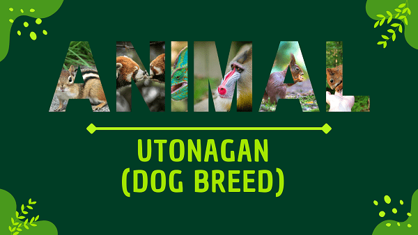 Utonagan (Dog Breed) | Facts, Diet, Habitat & Pictures