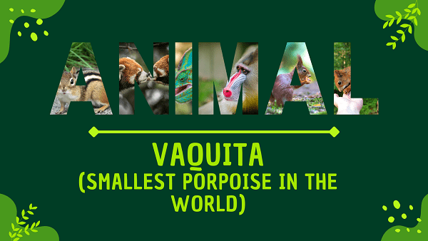 Vaquita (Smallest Porpoise in the World) | Facts, Diet, Habitat & Pictures