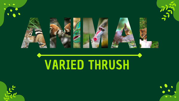 Varied Thrush | Facts, Diet, Habitat & Pictures