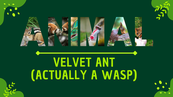 Velvet Ant (Actually a Wasp) | Facts, Diet, Habitat & Pictures