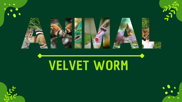 Velvet Worm | Facts, Diet, Habitat & Pictures