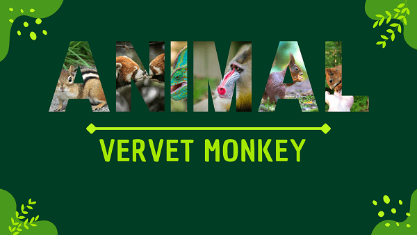 Vervet Monkey | Facts, Diet, Habitat & Pictures