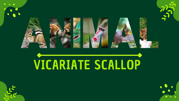 Vicariate Scallop | Facts, Diet, Habitat & Pictures