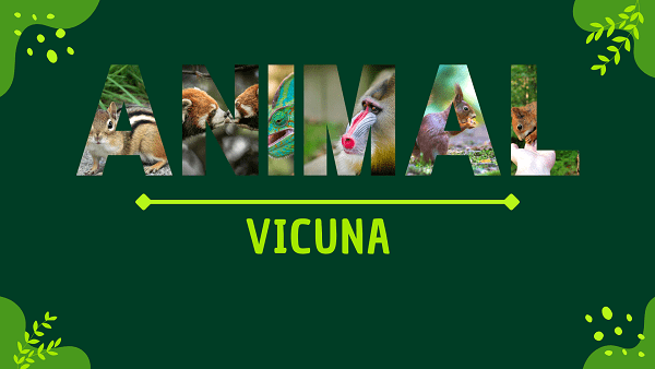 Vicuna | Facts, Diet, Habitat & Pictures