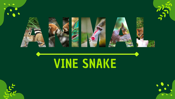 Vine Snake | Facts, Diet, Habitat & Pictures