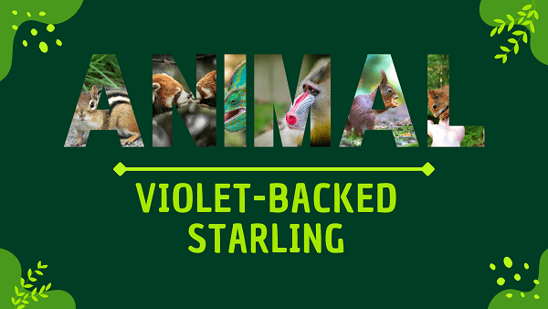 Violet-Backed Starling