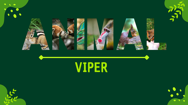 Viper | Facts, Diet, Habitat & Pictures