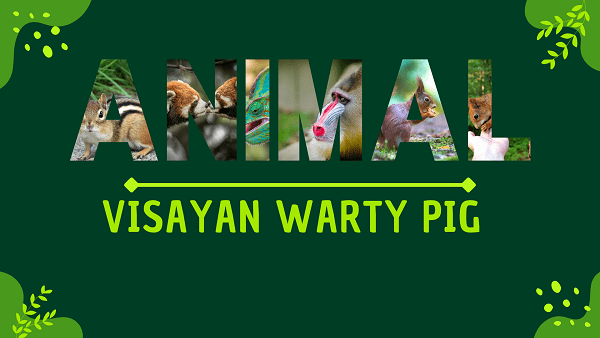 Visayan Warty Pig | Facts, Diet, Habitat & Pictures