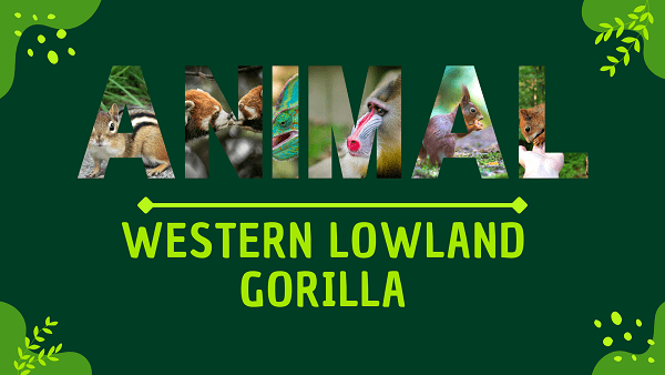Western Lowland Gorilla | Facts, Diet, Habitat & Pictures