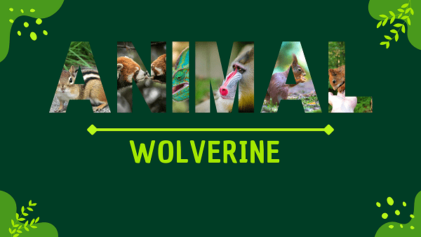 Wolverine | Facts, Diet, Habitat & Pictures